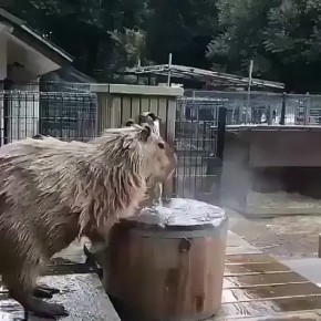   !.      ?