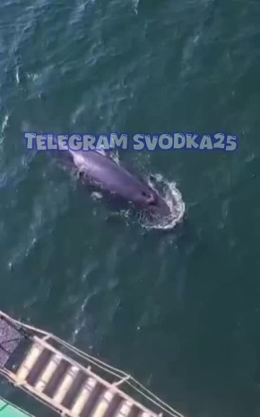 Любопытный кит решил поздороваться с моряками во Владивостоке