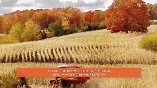 Октябрь подходит к концу, а с ним и наша «золотая» комфортная осень