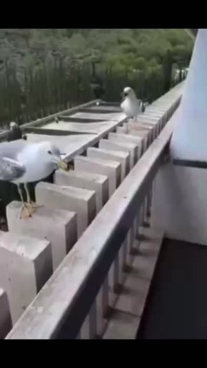 Доброе утро! . Британские учёные нашли подтверждение тому, что чайки ведут себя подобно людям! Например, именно так поддерживают настоящие друзья, стоит тебе немного облажаться