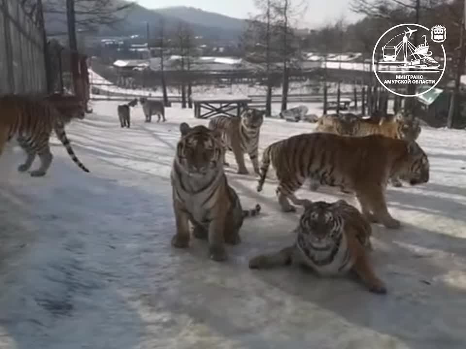 Водители на летней резине сегодня