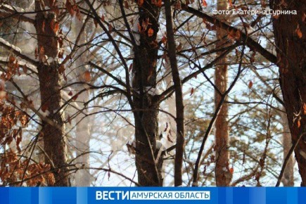 Осадки в виде небольшого и умеренного снега, мокрого снега и дождя ожидаются в области 27 октября