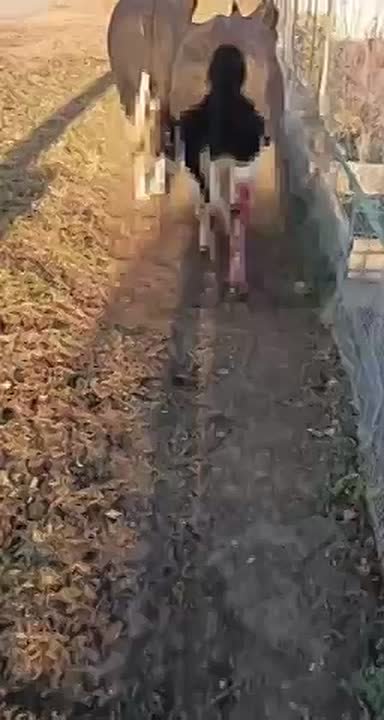 Тигр или не тигр? Вот в чём вопрос