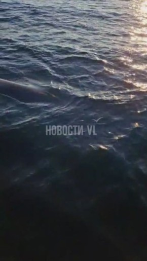 Любопытный гигант Амурского залива