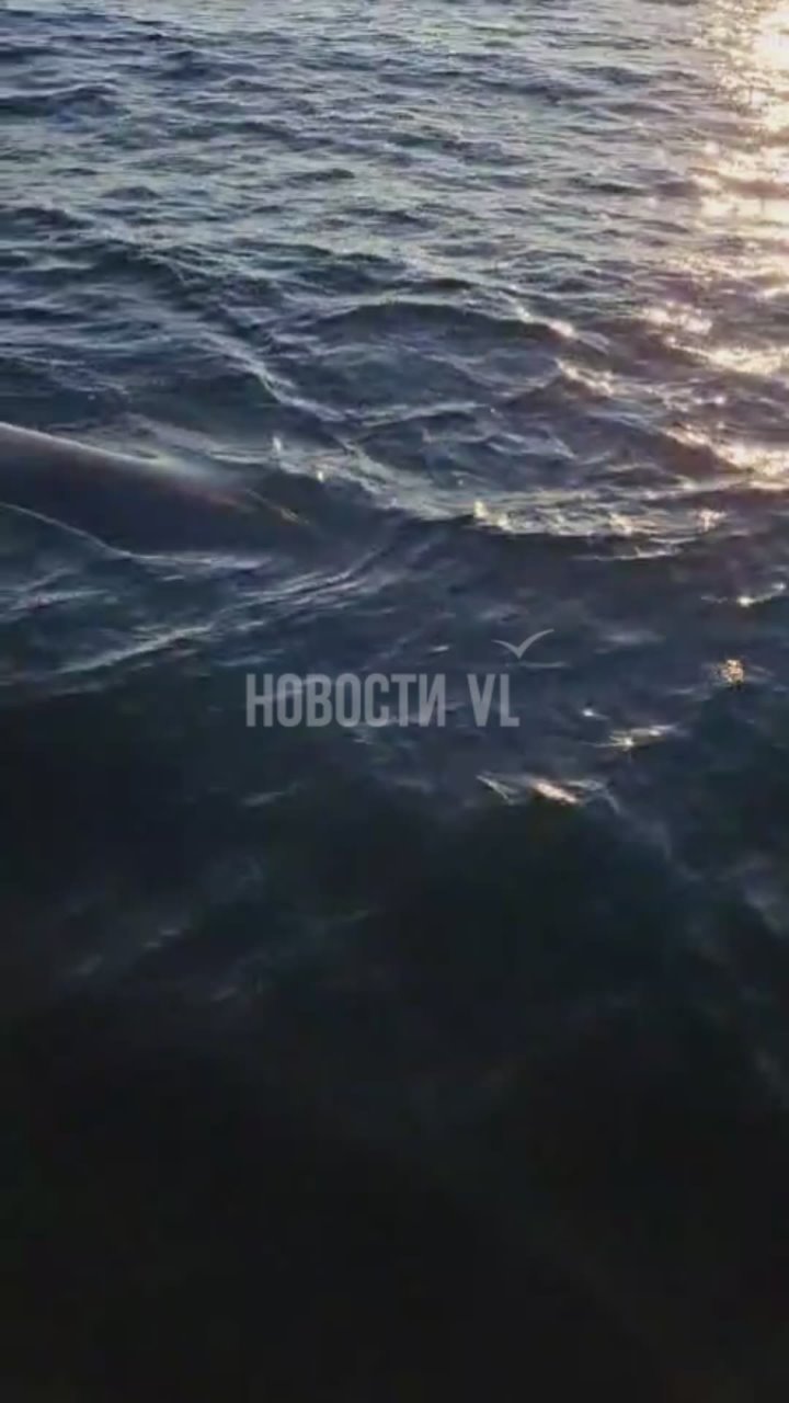 Любопытный гигант Амурского залива
