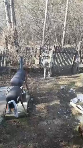 В Благовещенском округе упитанная сойка устроила себе обед в кормушке для белок