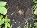 Как правильно сохранить картошку под зиму: советы и нюансы