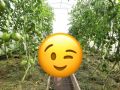 Теплица: советы по улучшению ее функциональности