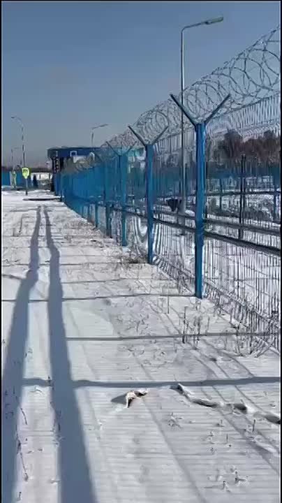 «Устал братуха»: охранник космодрома «Восточный» встретился с заблудившимся медведем