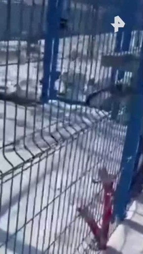 "Иди вперед, братан": медведь заблудился на космодроме "Восточный" в Амурской области