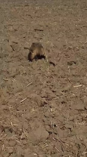 Увлеченно мышковали: в полях Михайловского района заметили пару енотовидных собак