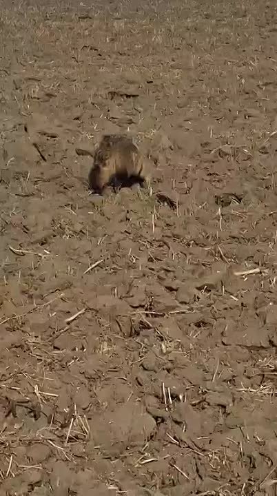 Увлеченно мышковали: в полях Михайловского района заметили пару енотовидных собак