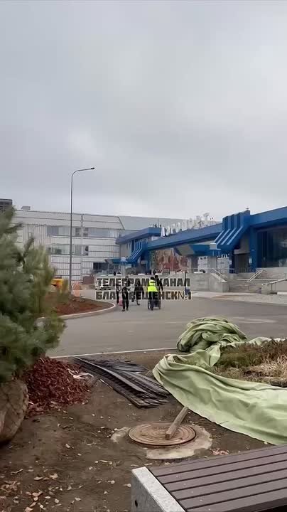 «Не вымерзнут?»: амурчане переживают за саженцы сосен, не высаженные в грунт в аэропорту Благовещенска