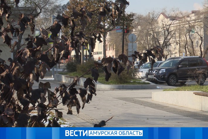 В Амурской области объявлено предупреждение из-за мокрого снега