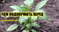 Как правильно подкормить перцы перед высадкой: советы экспертов