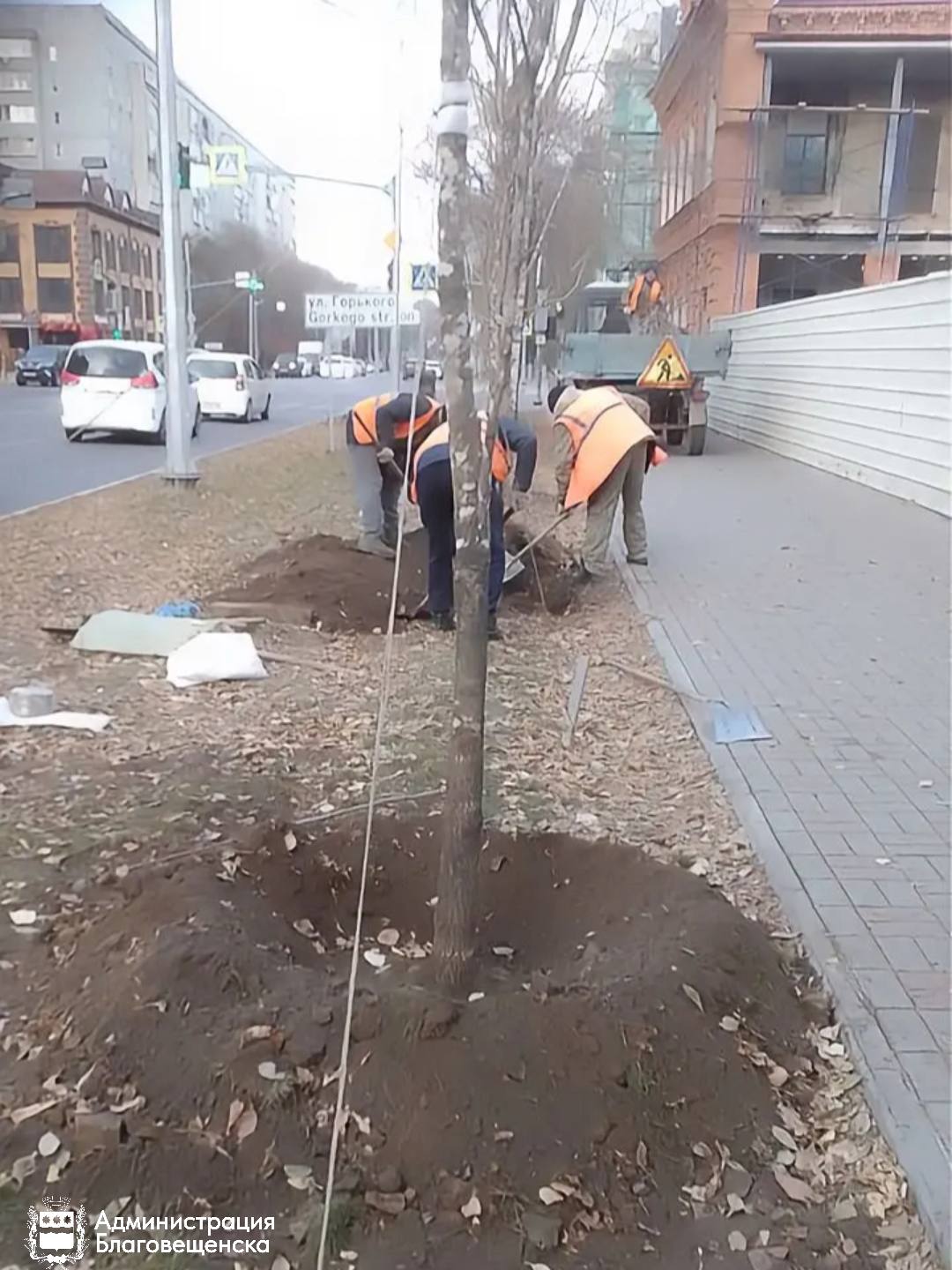 Благовещенск прирос новыми деревьями — 14 ясеней заняли своё место на улицах города Благовещенск прирос новыми деревьями — 14 ясеней заняли своё место на улицах города