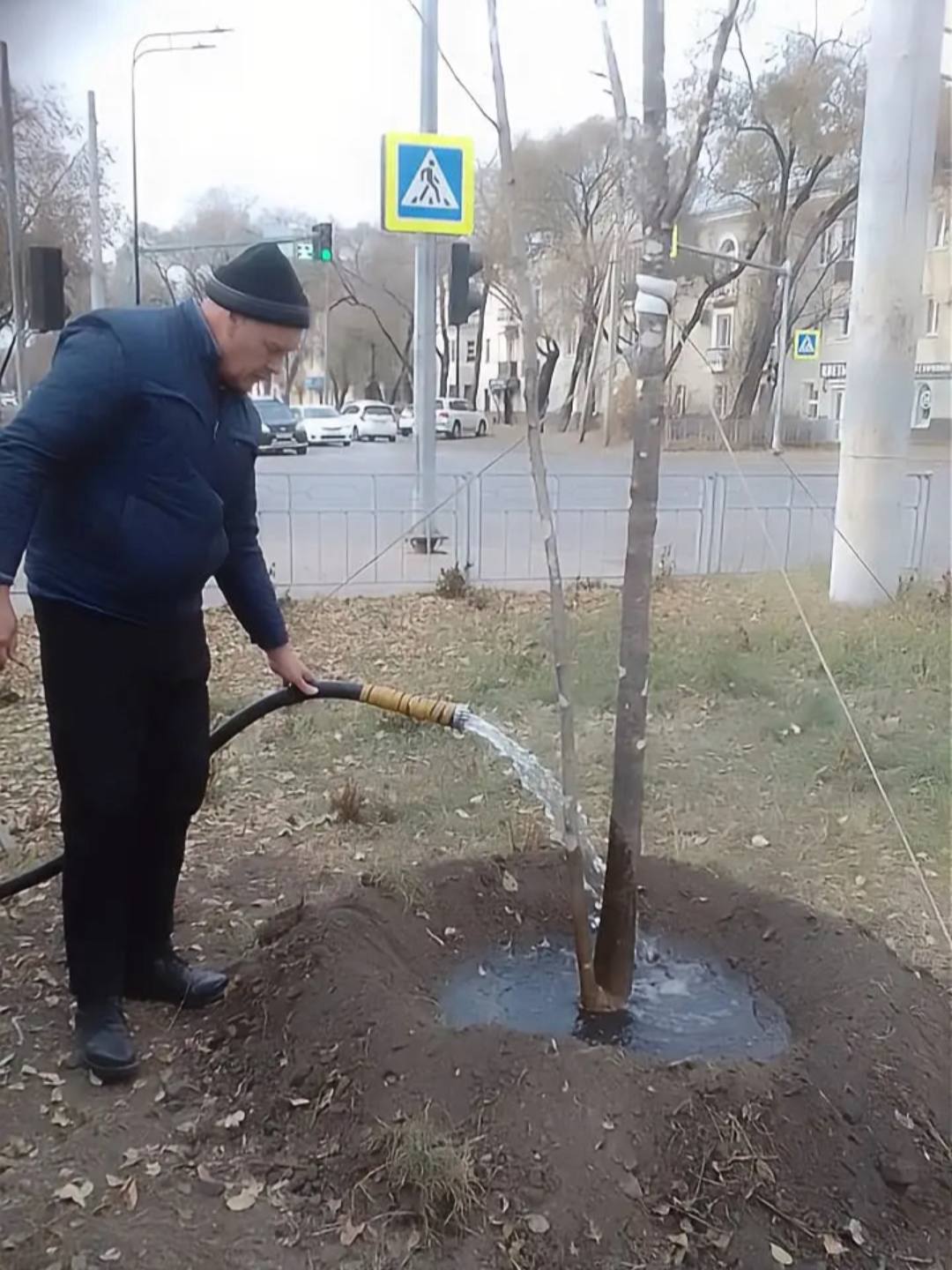Благовещенск прирос новыми деревьями — 14 ясеней заняли своё место на улицах города Благовещенск прирос новыми деревьями — 14 ясеней заняли своё место на улицах города