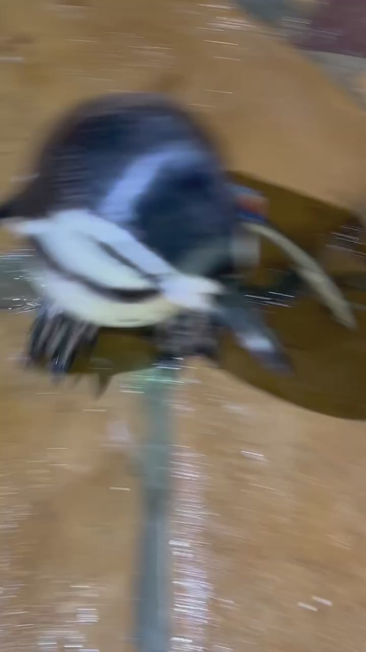 «Съемка запрещена!»: в Приморском океанариуме пингвины недолюбливают операторов и фотографов