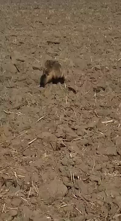 Поля Михайловского района посетила пара упитанных гостей