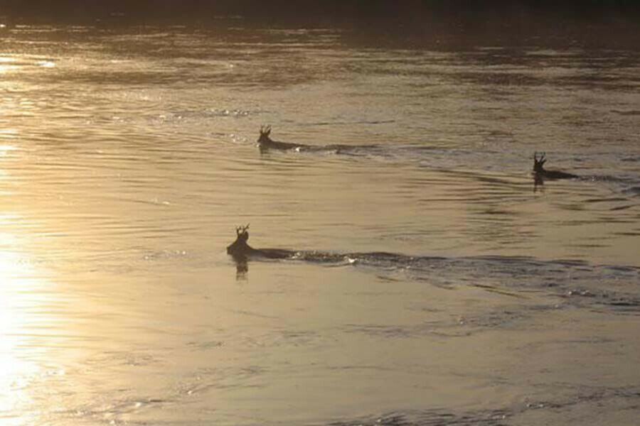 Сильных снегопадов в Приамурье не будет, предсказали косули
