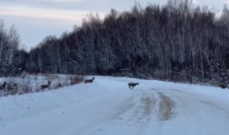 В Приамурье завершилась сезонная миграции косули