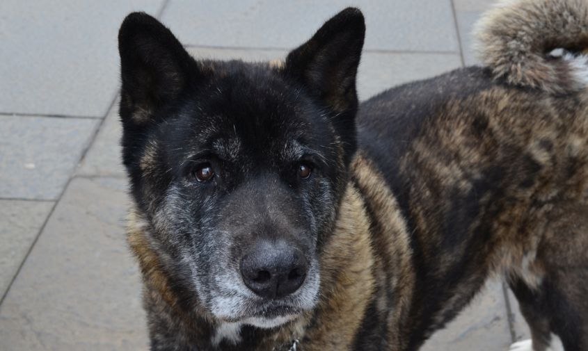 Администрация Сковородинского округа выплатит 30 000 рублей девочке, которую укусил бездомный пес