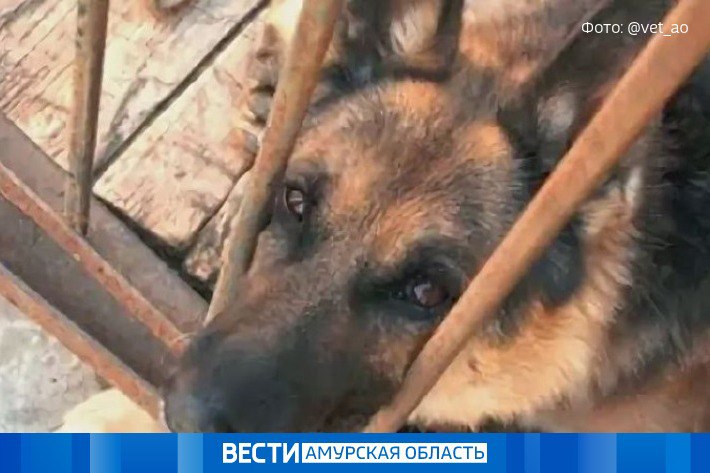 В Белогорске немецкая овчарка вышла на улицу и напала на амурчанку с маленьким ребёнком