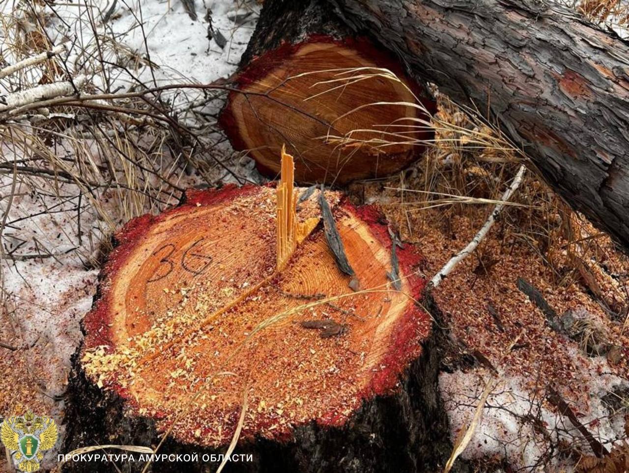 В Благовещенском муниципальном округе местный житель заготовил дрова и получил условный срок