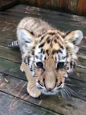 Доброе утро! . Совет дня: если слышите истошные вопли под окнами в 5 утра, не спешите негодовать