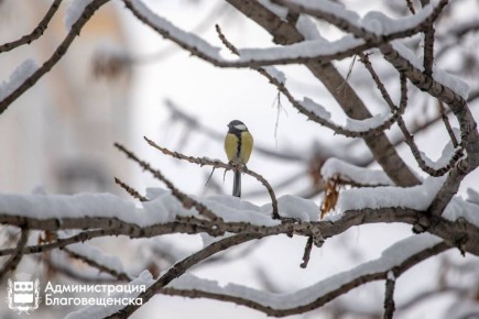 Прогноз погоды в Благовещенске на 1 ноября: