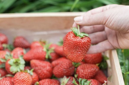 Как приготовить идеальную подкормку для клубники: секреты сладкого урожая