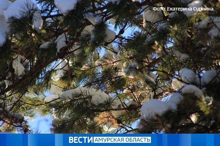 Местами мокрый снег: прогноз погоды в Приамурье на 5 ноября