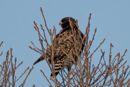 Хищную птицу с крайне редким окрасом запечатлели в Приамурье