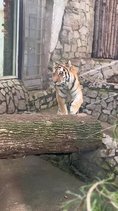 Завидный аппетит. Сколько может съесть амурский тигр?