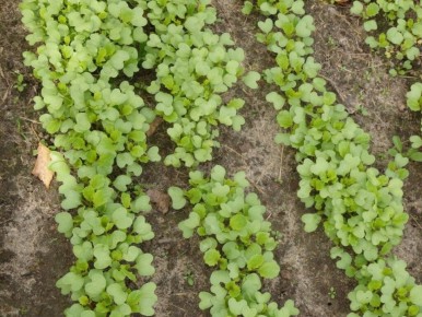 Горчица как сидерат: преимущества и недостатки для улучшения почвы