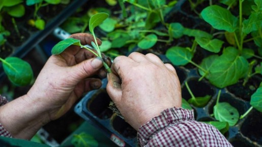 Успейте посадить эти цветы в феврале: к началу лета сад зацветет и заблагоухает