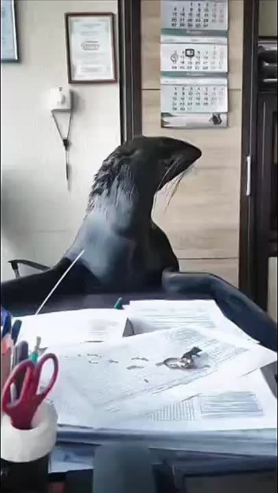 Начальник мечты: в Приморском океанариуме морской котик примерил на себя роль директора