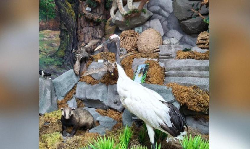 Из погибшего в пожаре в Муравьевском заказнике японского журавля Кивили сделали чучело для музея