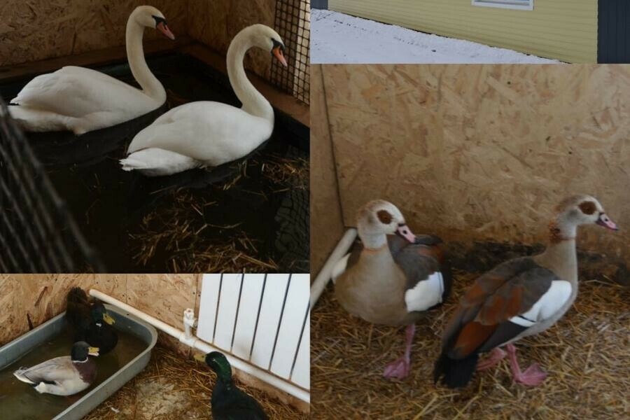 Жители Ивановского округа просили местных журналистов проверить, как переживают холода лебеди Пётр и Феврония