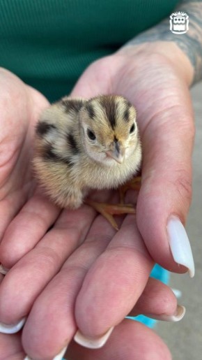 Жительница села Верхнеблаговещенское округа превратила своё хобби в производство