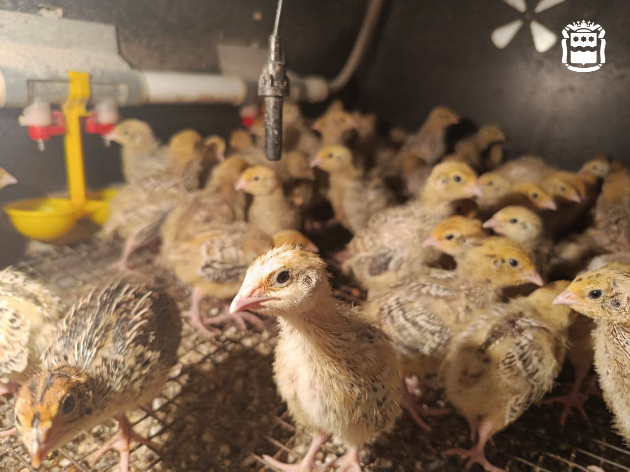 Жительница села Верхнеблаговещенское округа превратила своё хобби в производство Жительница села Верхнеблаговещенское округа превратила своё хобби в производство