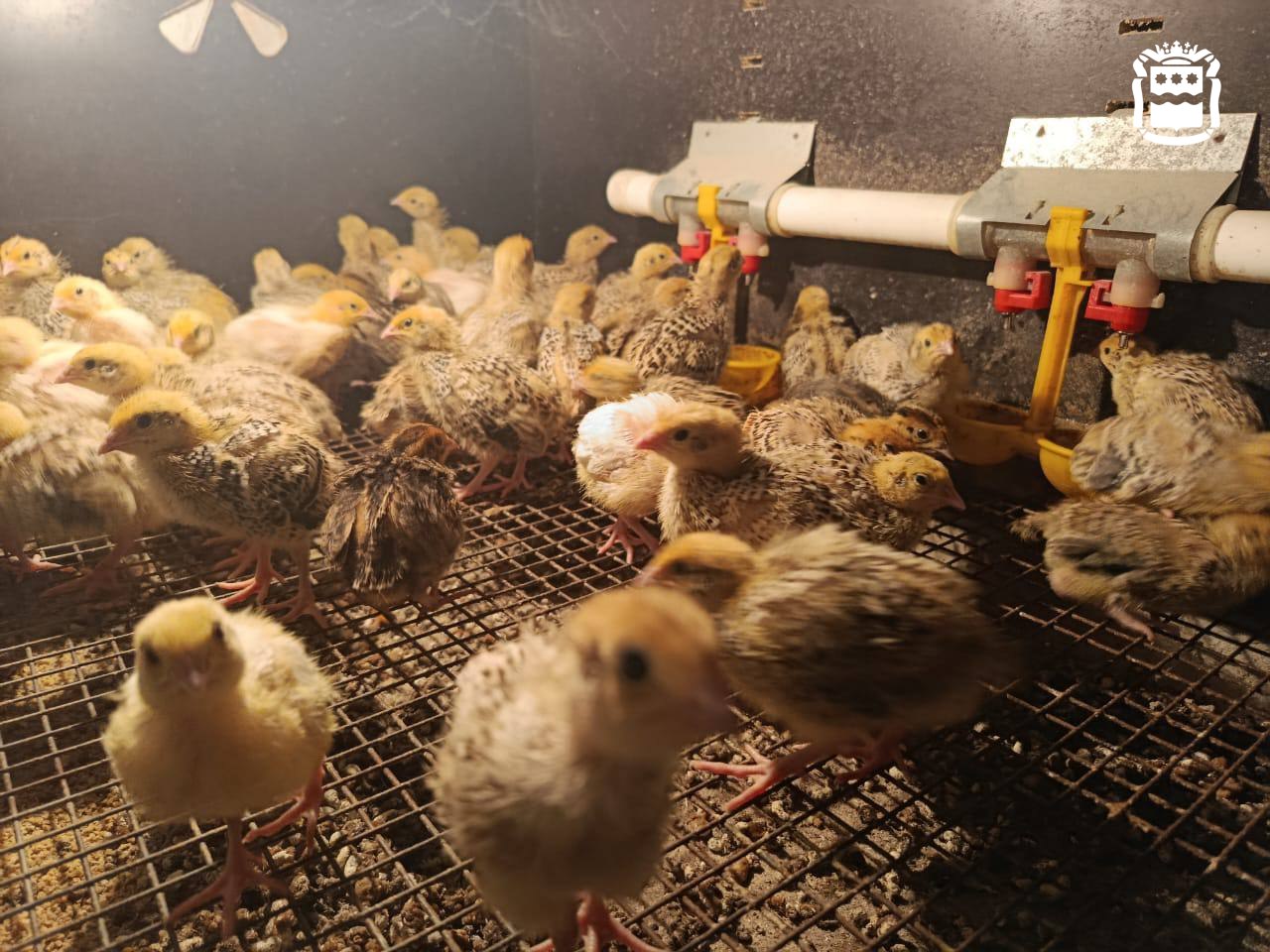 Жительница села Верхнеблаговещенское округа превратила своё хобби в производство Жительница села Верхнеблаговещенское округа превратила своё хобби в производство