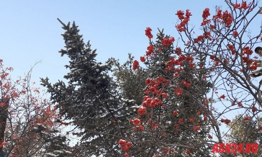 Прогноз погоды в Амурской области на 9 ноября: будет пасмурно и снежно