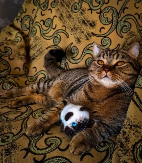 Доброе утро и шикарный Лео