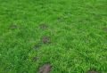 Как быстро загустить газон: простой способ, о котором молчат садоводы