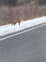 В Завитинском округе у дороги заметили лисичку