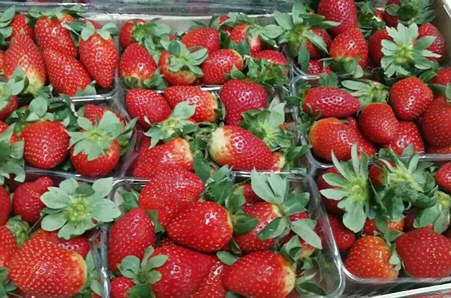        ,        (Frankliniella occidentalis Perg.).  ,   ,   20 