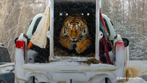 Москва и Астана договорились о завозе амурских тигров в Казахстан и подписали более десятка документов