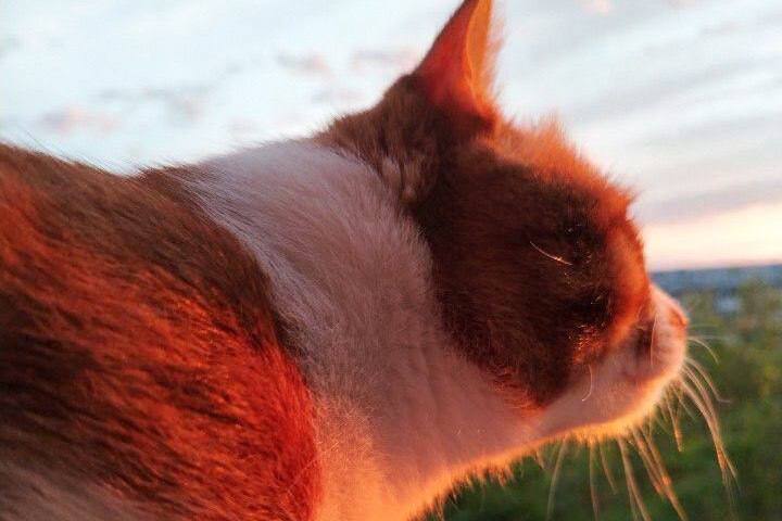 Кошачьи усы за 11 тысяч. «Продаю 45 кошачьих усов за 10 989 рублей!» — такое объявление появилось на платформе «Авито» и вызвало волну удивления и возмущения у любителей животных Кошачьи усы за 11 тысяч. «Продаю 45 кошачьих усов за 10 989 рублей!» — такое объявление появилось на платформе «Авито» и вызвало волну удивления и возмущения у любителей животных