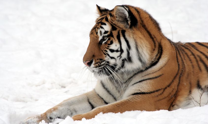 Четыре амурских тигра обретут новый дом в степях Казахстана